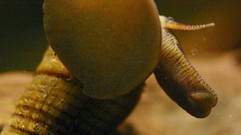 Stenomelania torulosa – piskořka nosatá