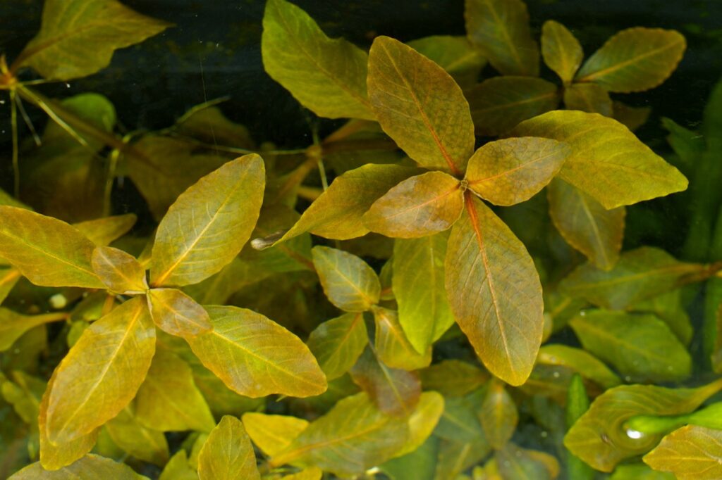 Hygrophila sp. „Brown“