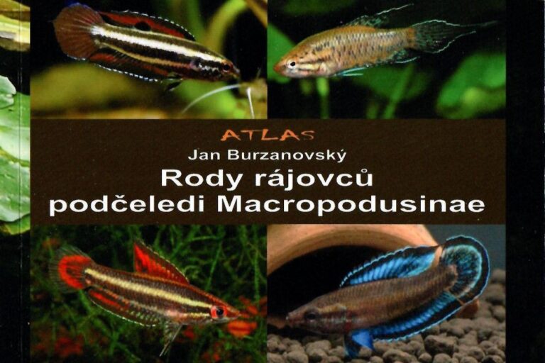 Jan Burzanovský: Rody rájovců podčeledi Macropodusinae