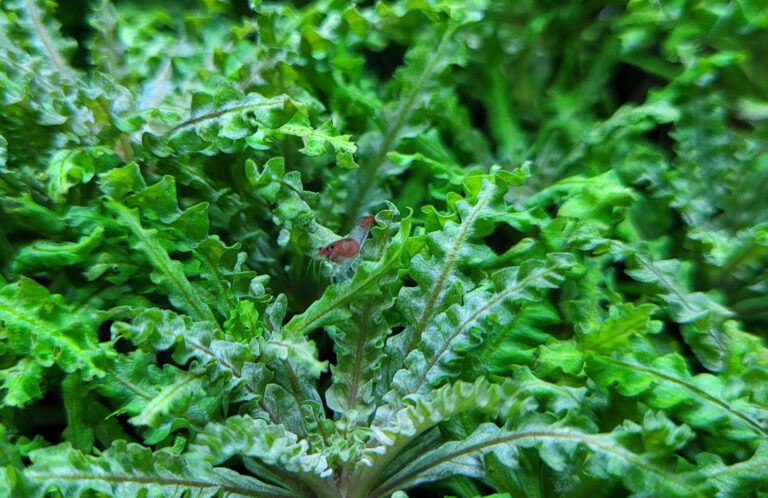Pogostemon helferi var. red