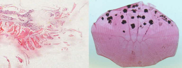 Príprava mikroskopických preparátov, alebo ako vyťažiť z domáceho mikroskopu čo najviac