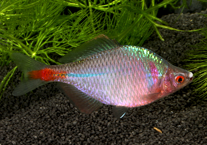 Hořavka očkatá Rhodeus ocellatus