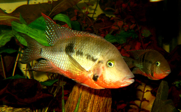 Thorichtys meeki
