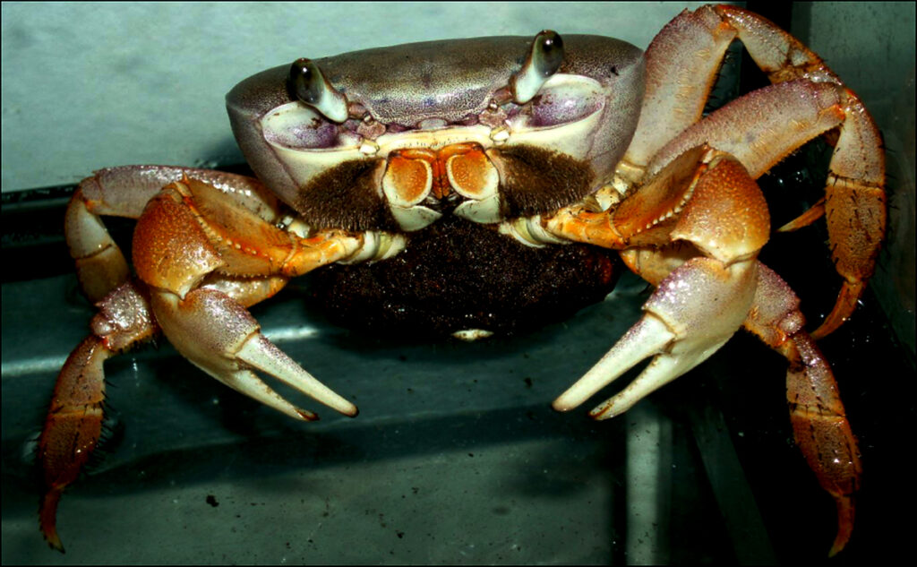 Suchozemští krabi – obrněnci na pomezí souše a vody