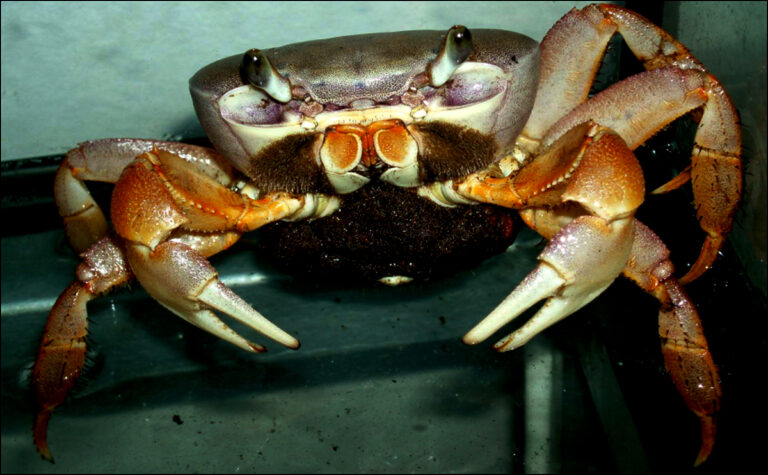 Suchozemští krabi – obrněnci na pomezí souše a vody