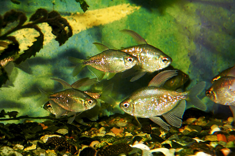Tetra diamantová