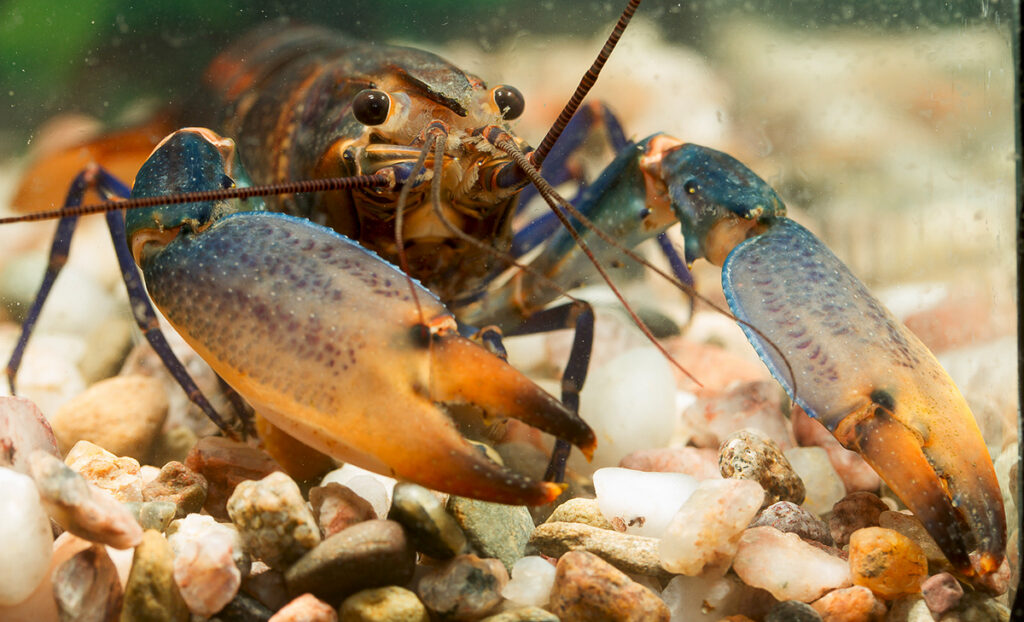 Cherax gherardiae – první druh raka popsaný díky české akvaristice