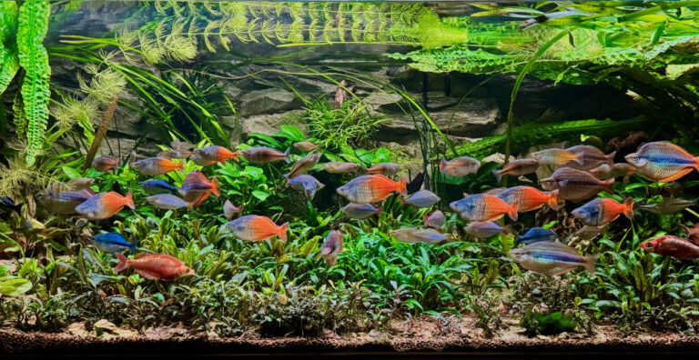 Akvárium „Gavúnkov“