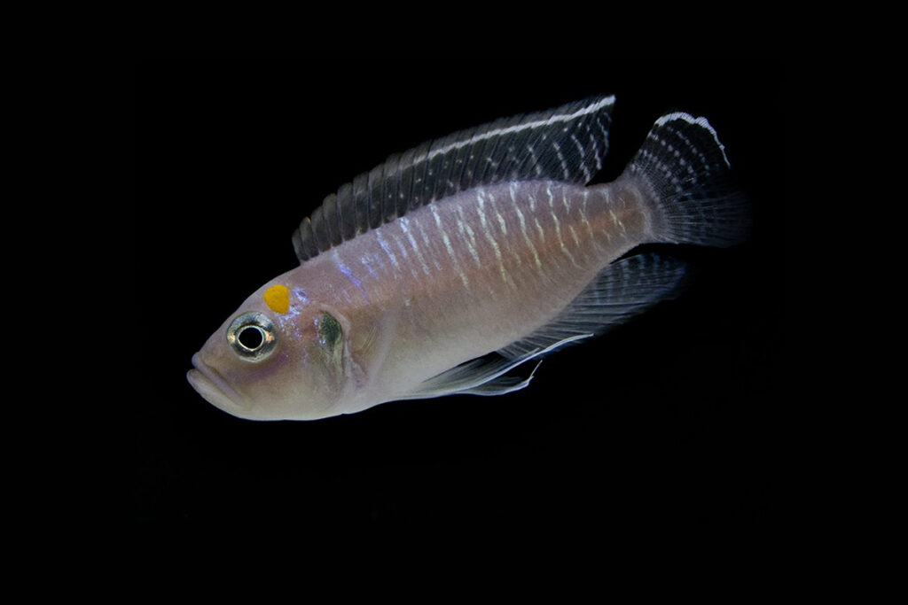 Neolamprologus brevis