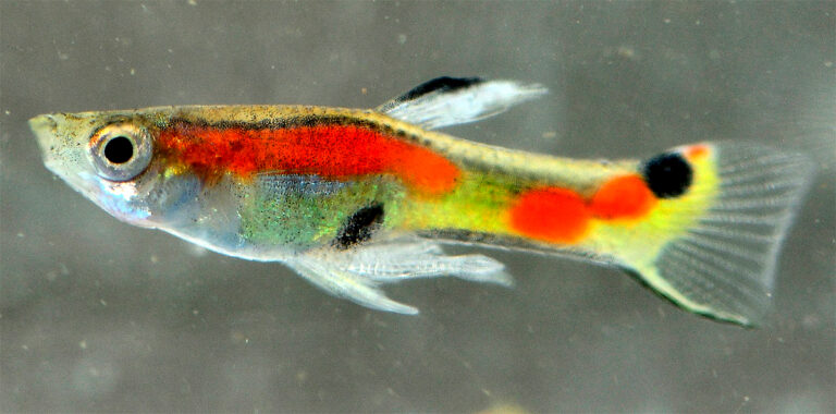 Poecilia wingei je ohroženým druhem