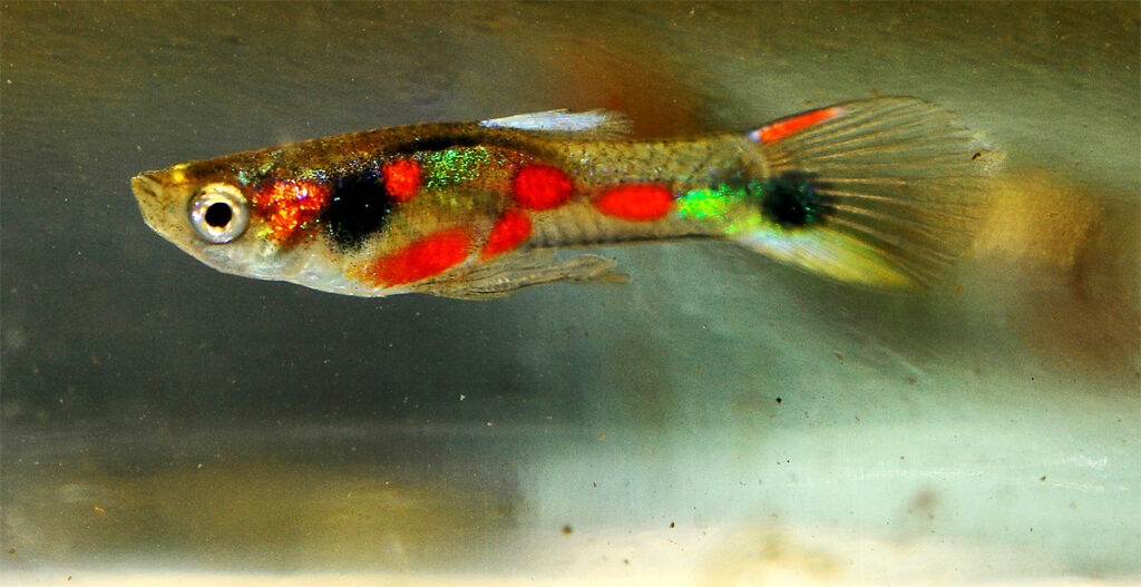 Poecilia wingei ohrožená – pokračování