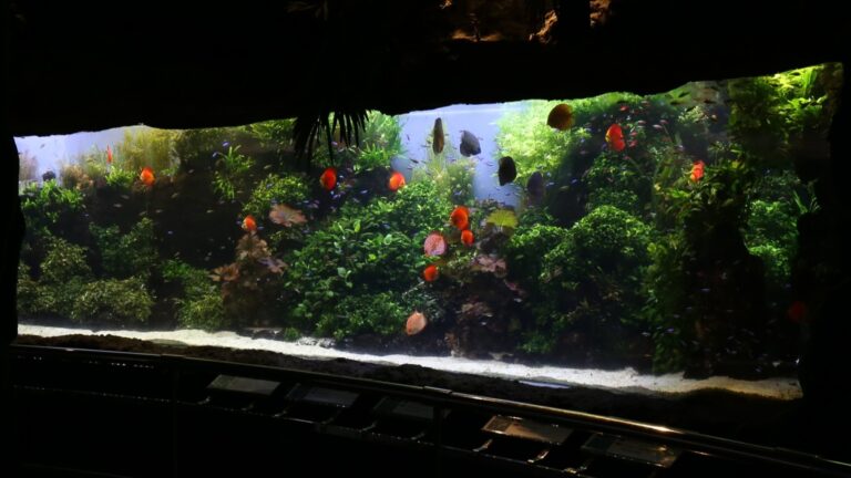 L’Aquàrium Barcelona (3)