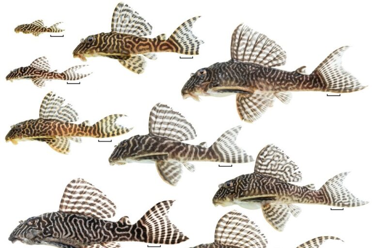 Novinky z rybího světa 2/2025