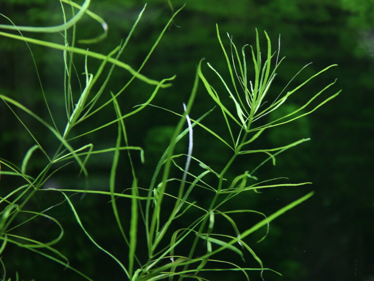 Pogostemon quadrifolius